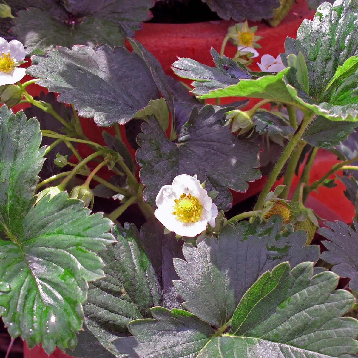Monatserdbeere 'Rügen' (Fragaria vesca var. semperflorens) Samen