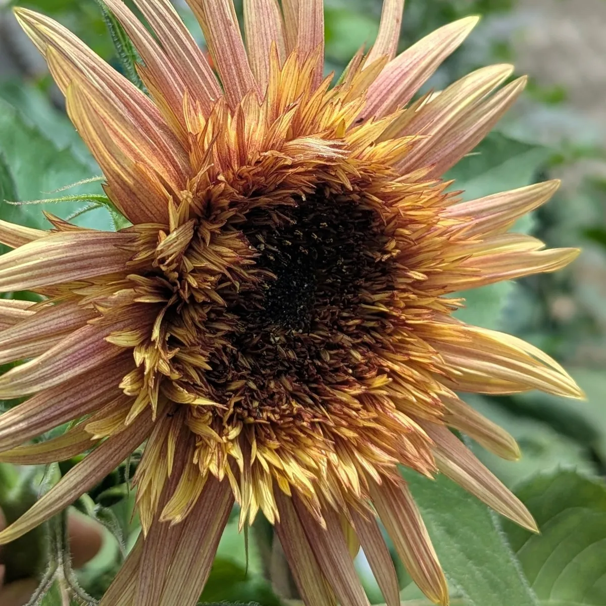 Altrosa Sonnenblume 'Astra Rose' (Helianthus annuus) Samen