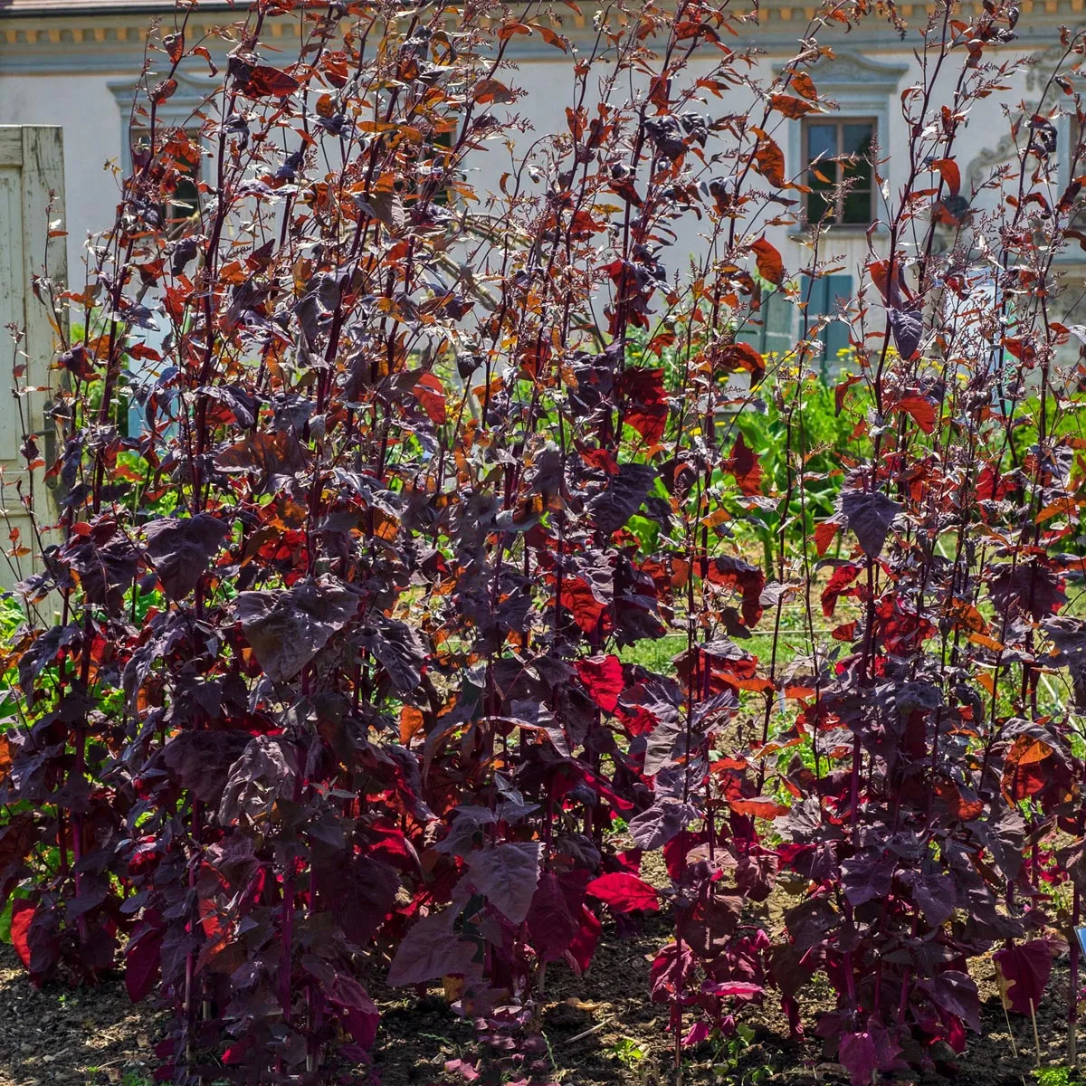 Rote Gartenmelde (Atriplex hortensis) Bio Saatgut