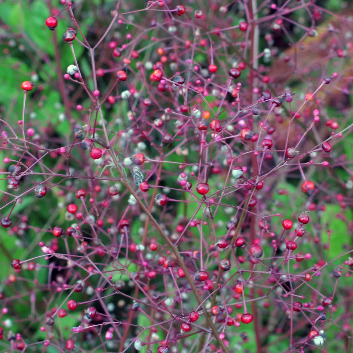 Erd-Ginseng (Talinum paniculatum) Samen
