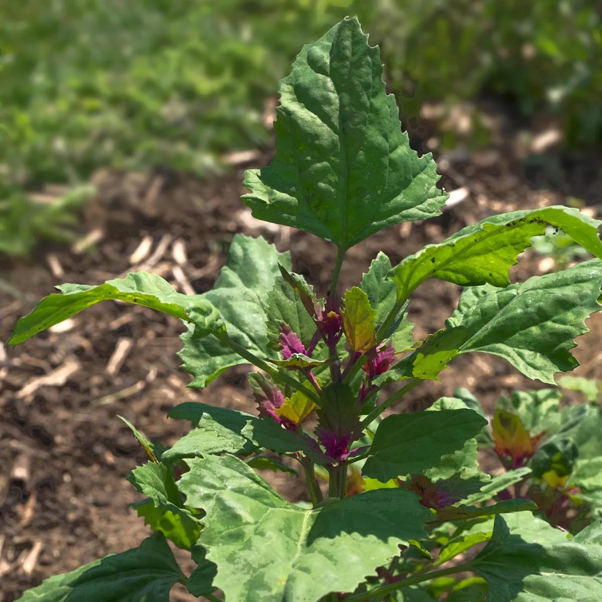 Baumspinat 'Magenta Spreen' (Chenopodium giganteum) Bio Saatgut
