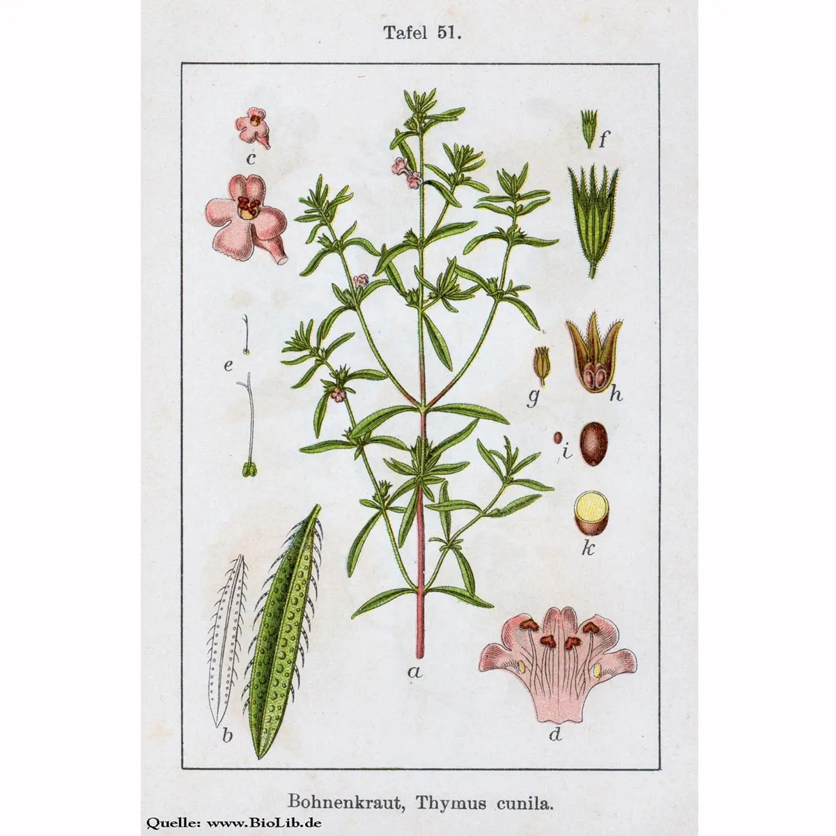 Echtes Bohnenkraut (Satureja hortensis) Samen