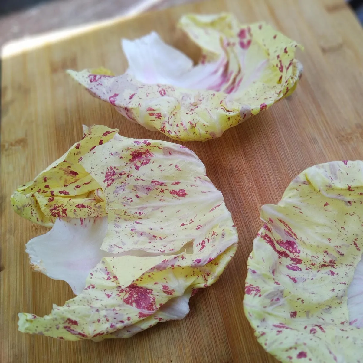 Orchideensalat / Radicchio 'Variegata di Castelfranco' (Cichorium intybus var. foliosum) Samen