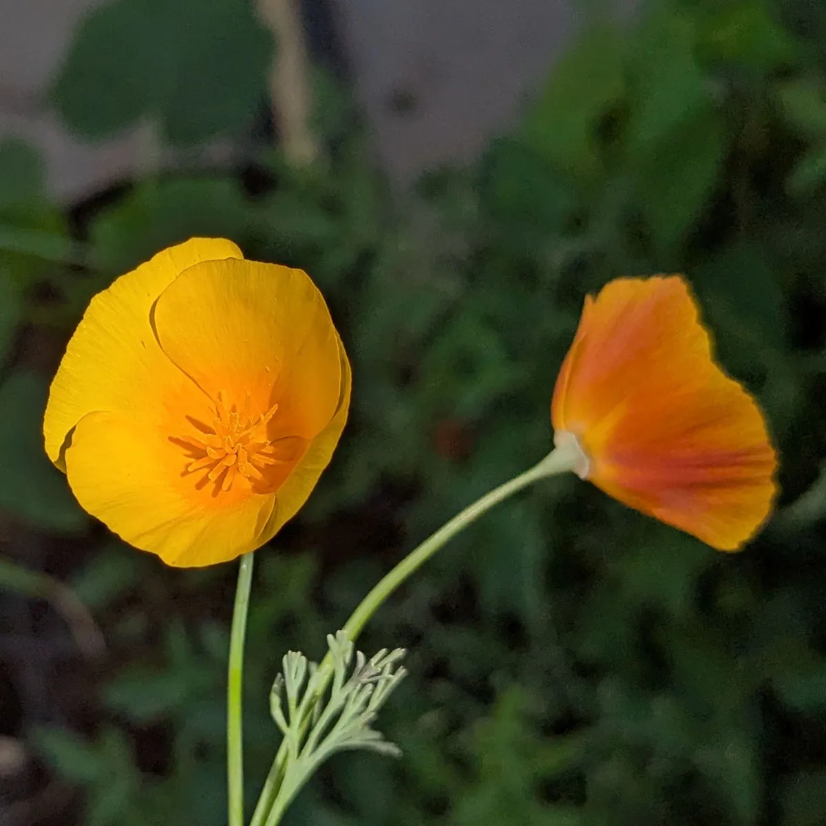 Kalifornischer Goldmohn 'Ballerina-Mix' (Eschscholzia californica) Samen
