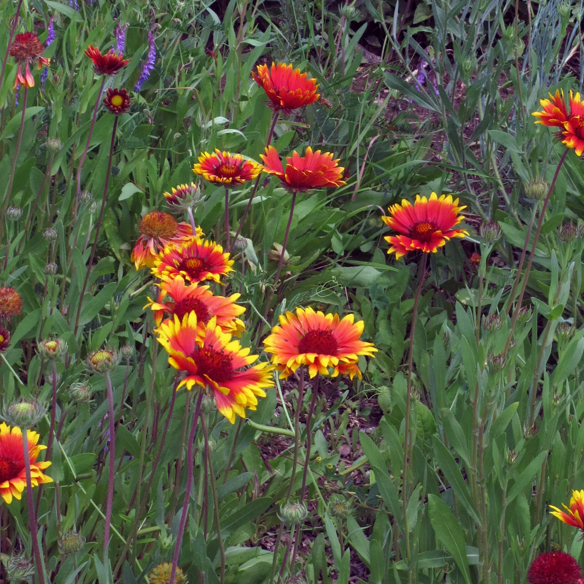 Zweifarbige Kokardenblume 'Bremen' (Gaillardia aristata) Samen