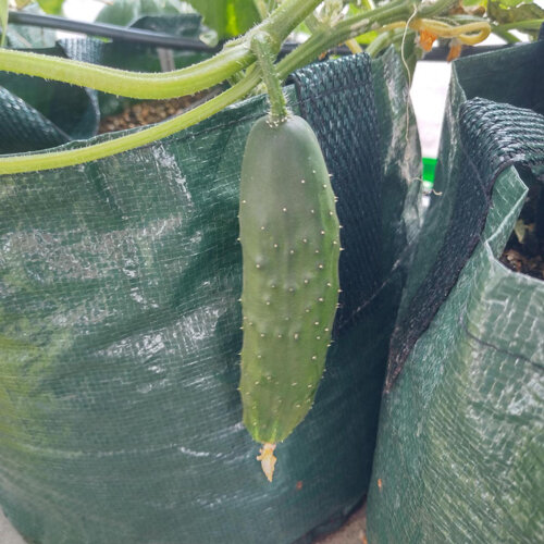Landgurke 'Marketmore' (Cucumis sativus) hängt an der Pflanze über einem Pflanzsack
