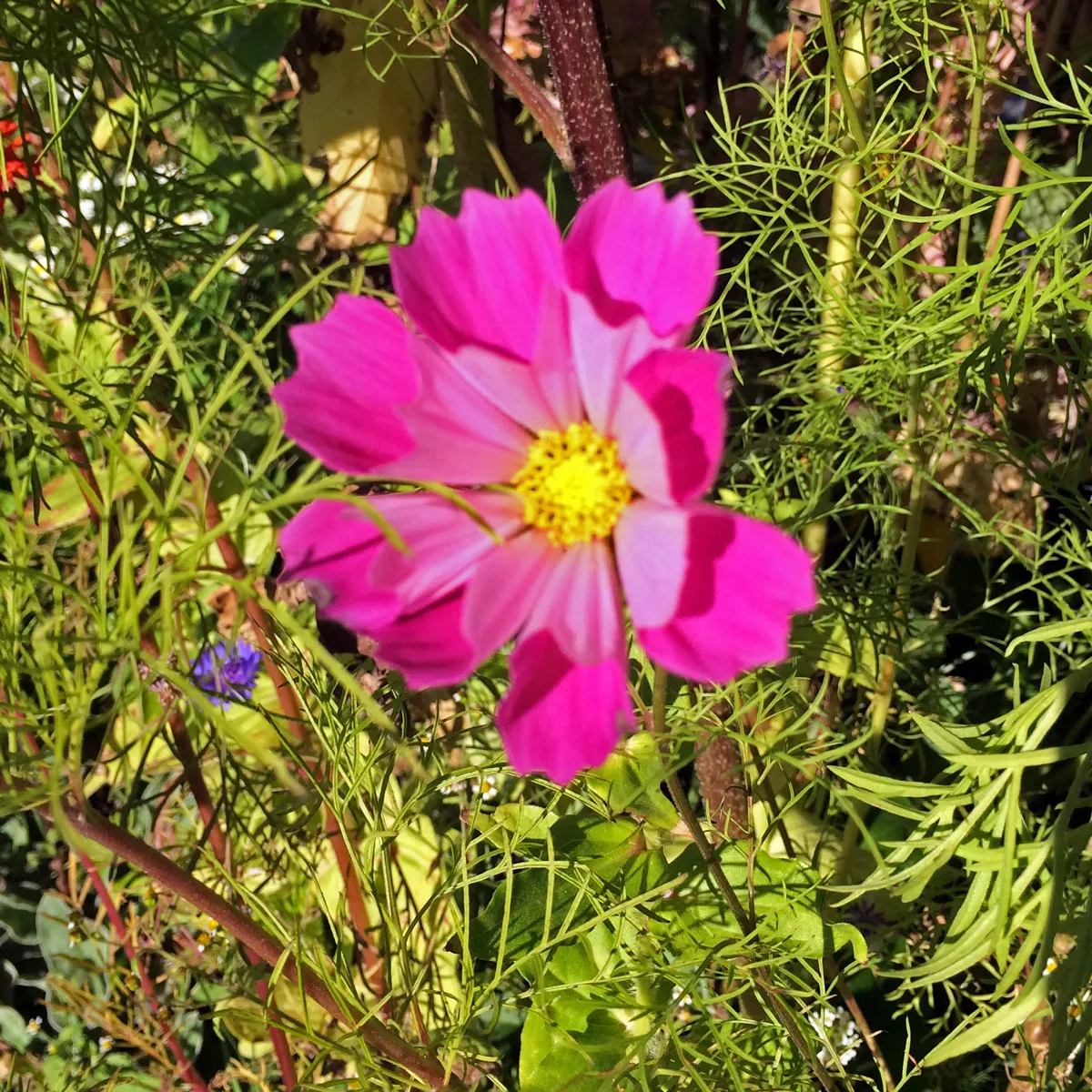 Schmuckkörbchen-Mix 'Sea Shells' (Cosmos bipinnatus) Samen