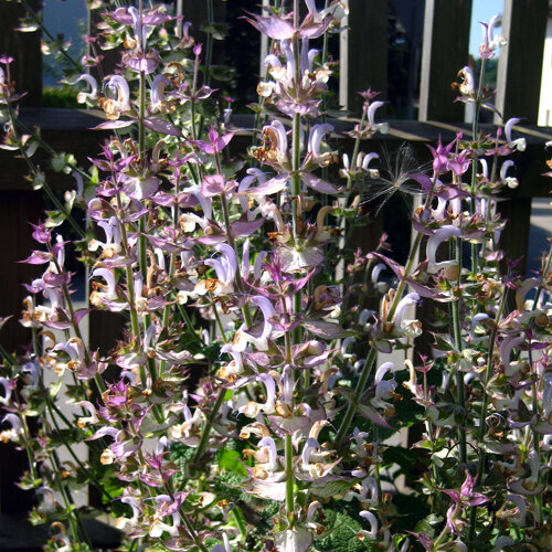Blühender Muskatellersalbei (Salvia sclarea) mit rosa und weißen Blütenständen