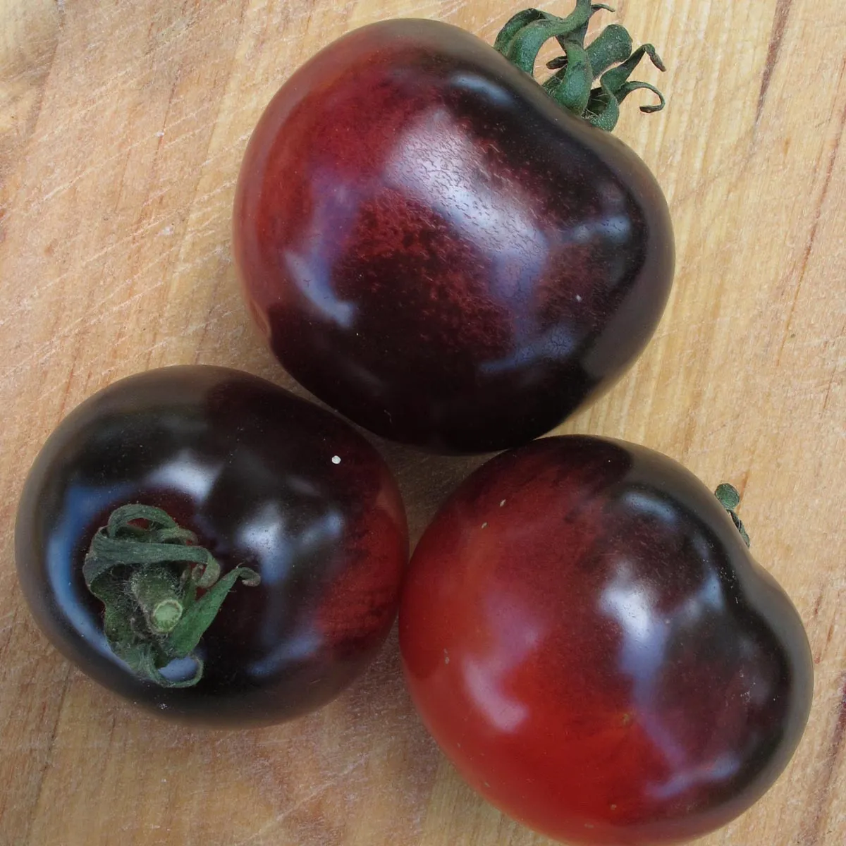 Tomate 'Indigo Rose' (Solanum lycopersicum) Samen