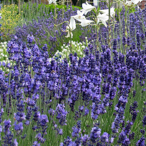 Blühender Echter Lavendel (Lavandula angustifolia) im dichten Bestand, dahinter weiße Blüten