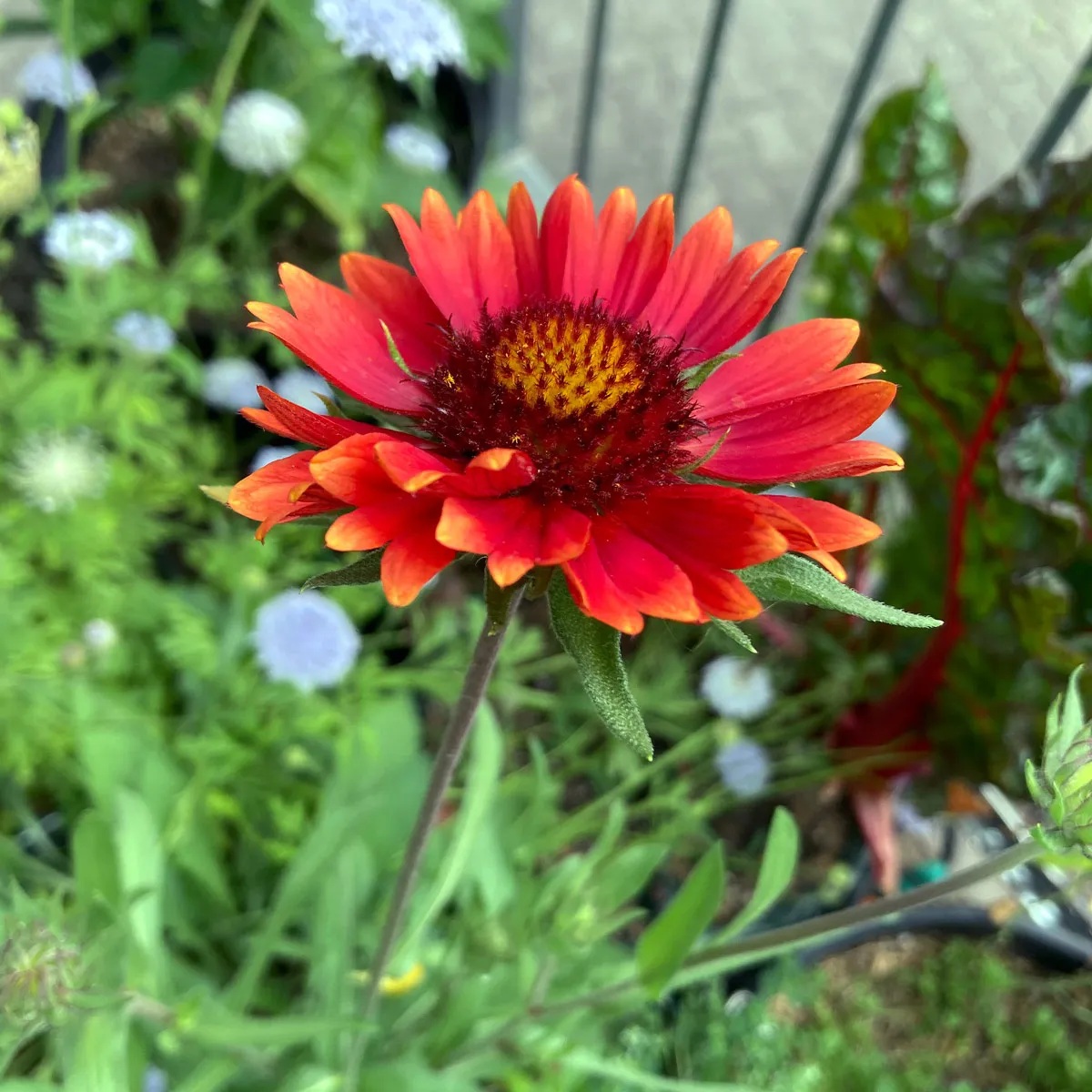 Orange Kokardenblume 'Tokajer' (Gaillardia aristata) Samen
