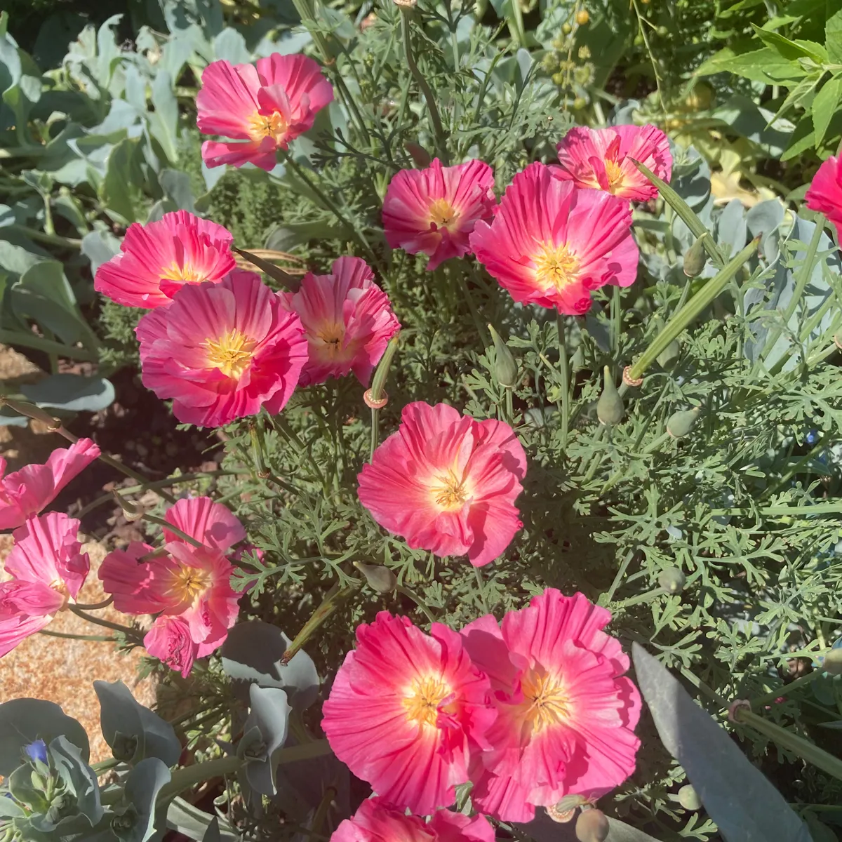Kalifornischer Goldmohn 'Rose Chiffon' (Eschscholzia californica) Samen