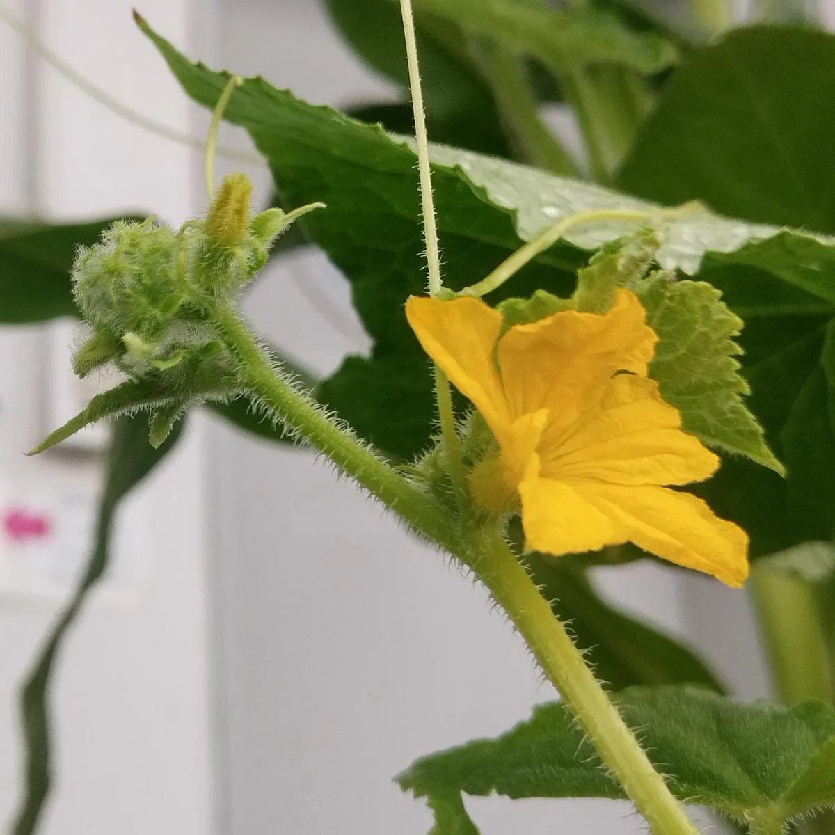 Gurke 'Marketmore’ (Cucumis sativus) Bio Saatgut