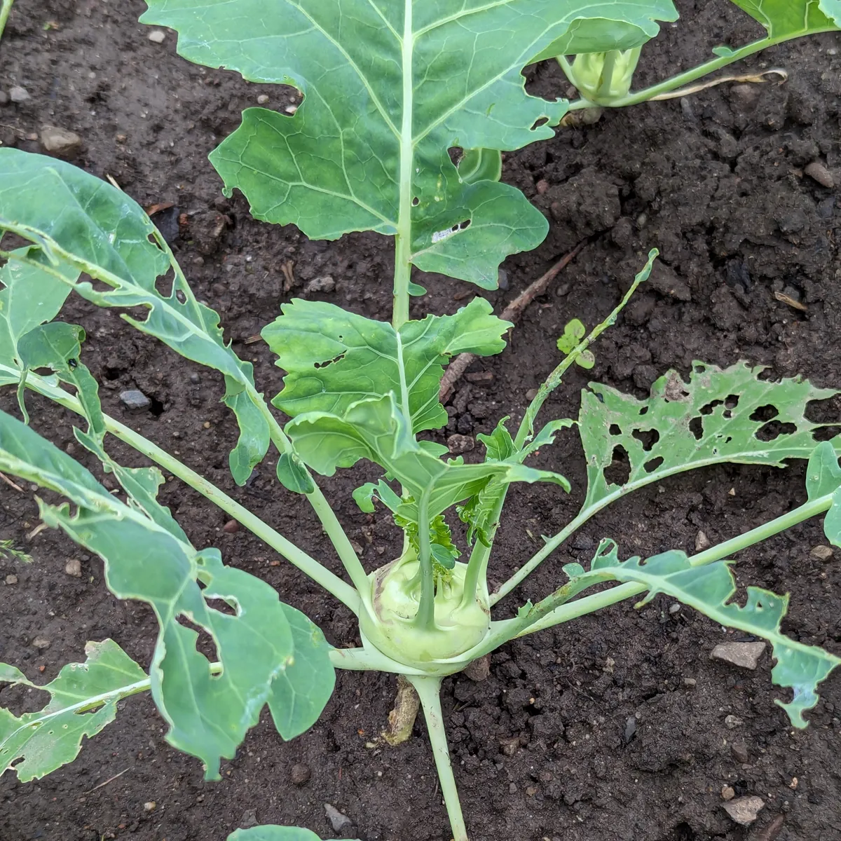 Kohlrabi 'Superschmelz' (Brassica oleracea var. gongylodes) Samen