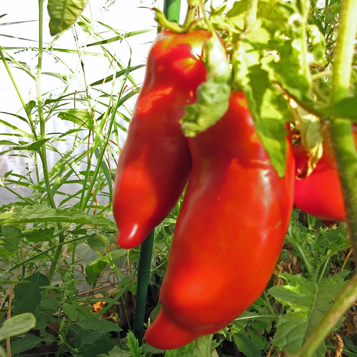 Tomate 'Andenhorn' (Solanum lycopersicum) Bio Saatgut