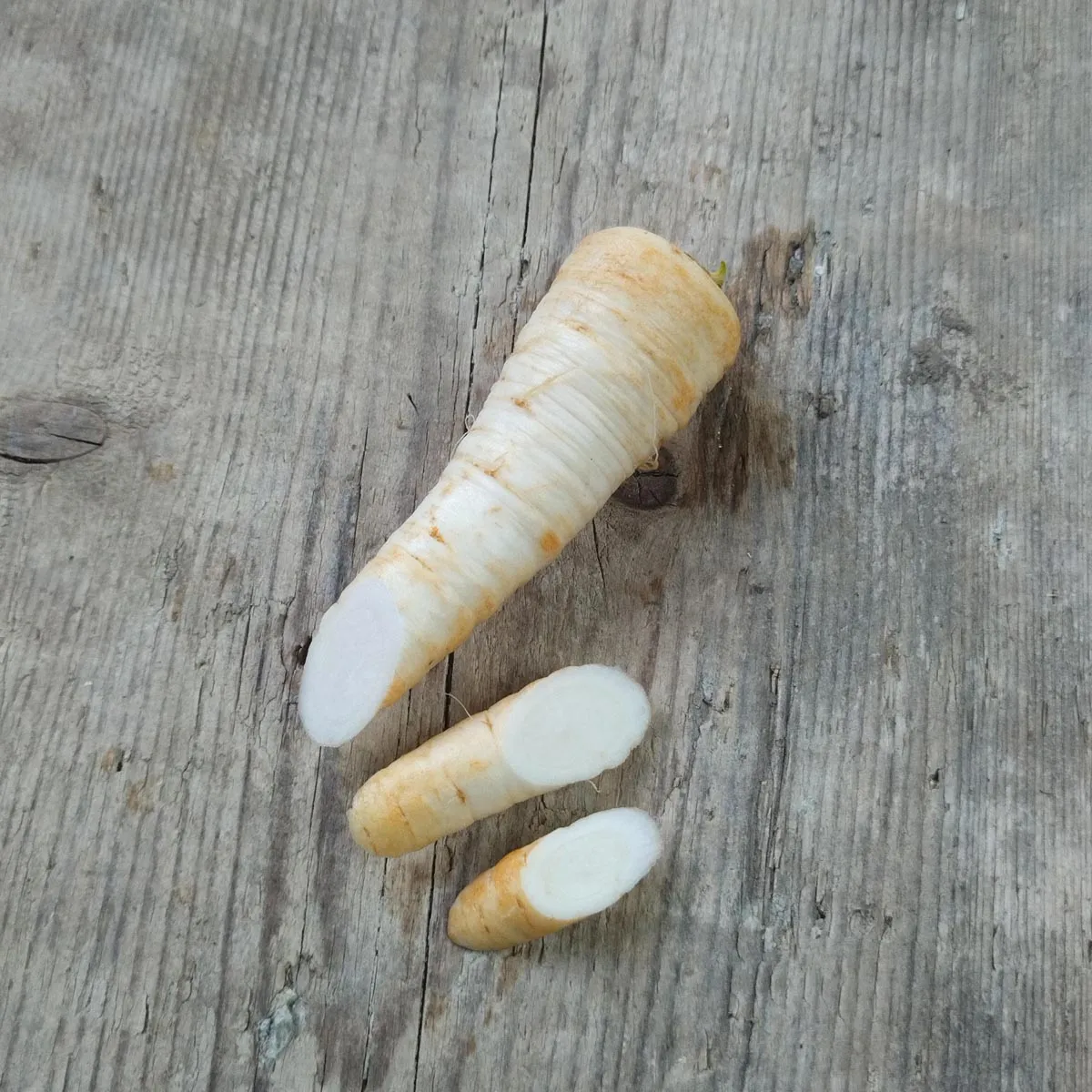 Wurzelpetersilie 'Hamburg' (Petroselinum crispum ssp. tuberosum) Samen
