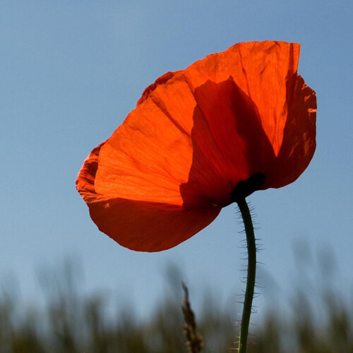 Klatschmohn (Papaver rhoeas), rote Blüte vor blauem Himmel
