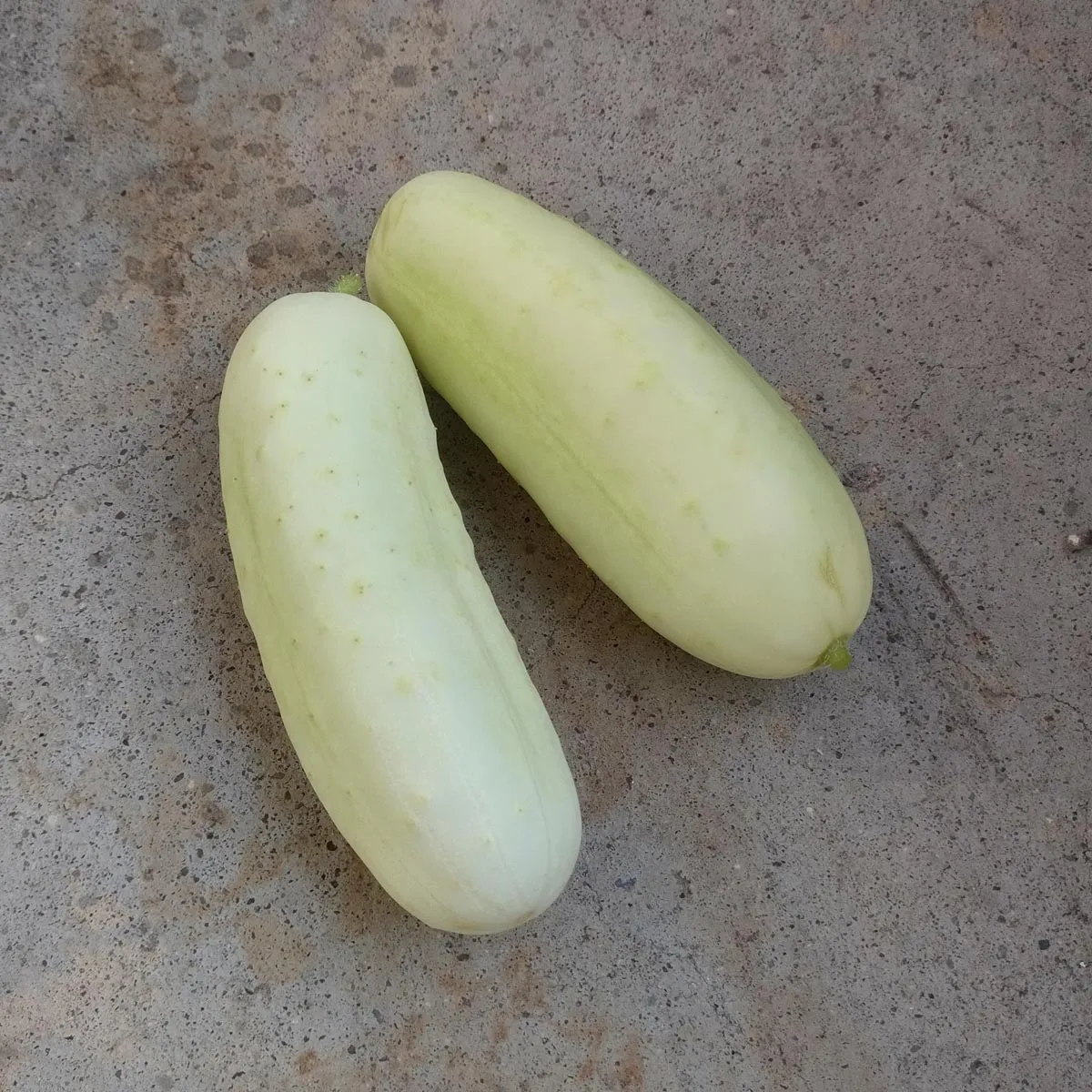 Weisse Gurke 'White Wonder' (Cucumis sativus) Samen