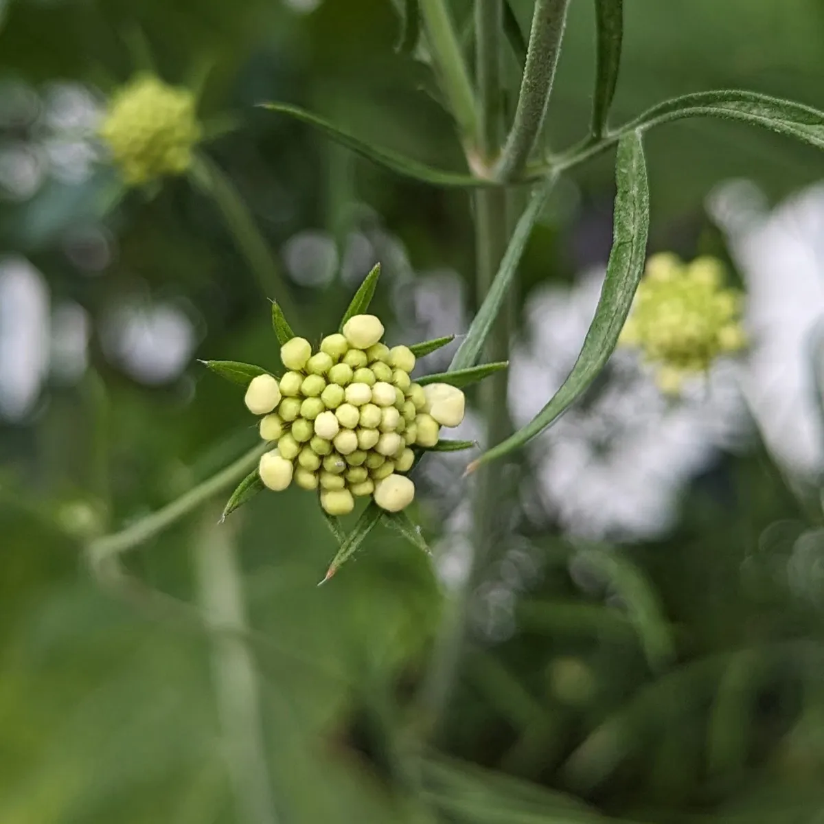 Gelbe Skabiose (Scabiosa ochroleuca) Samen