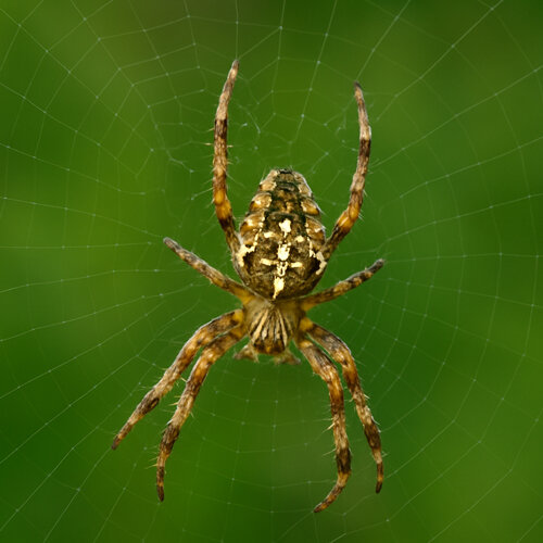 Gartenkreuzspinne (Araneus diadematus) mit Kreuzzeichnung in ihrem Radnetz