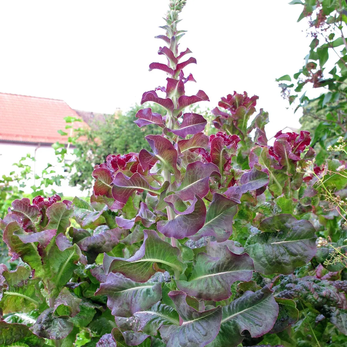 Pflücksalat 'Red Salad Bowl' (Lactuca sativa) Samen