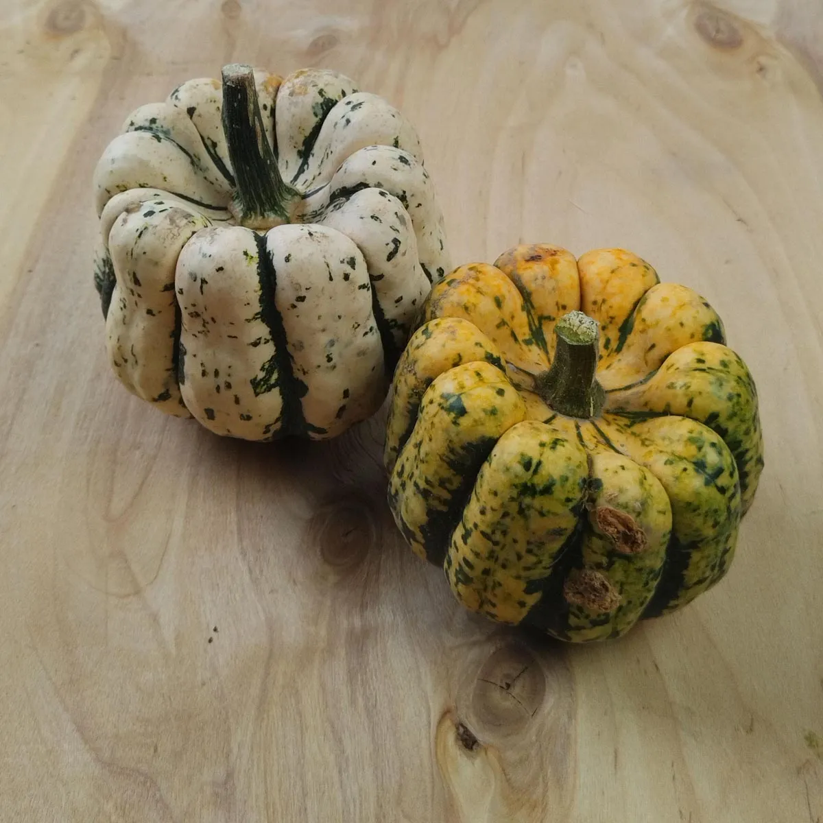 Kletterkürbis 'Sweet Dumpling' (Cucurbita pepo) Samen