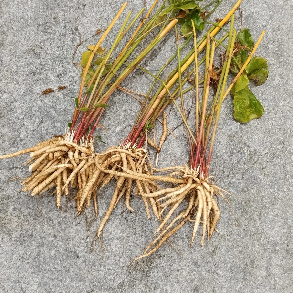 Zuckerwurzel (Sium sisarum) Bio Saatgut