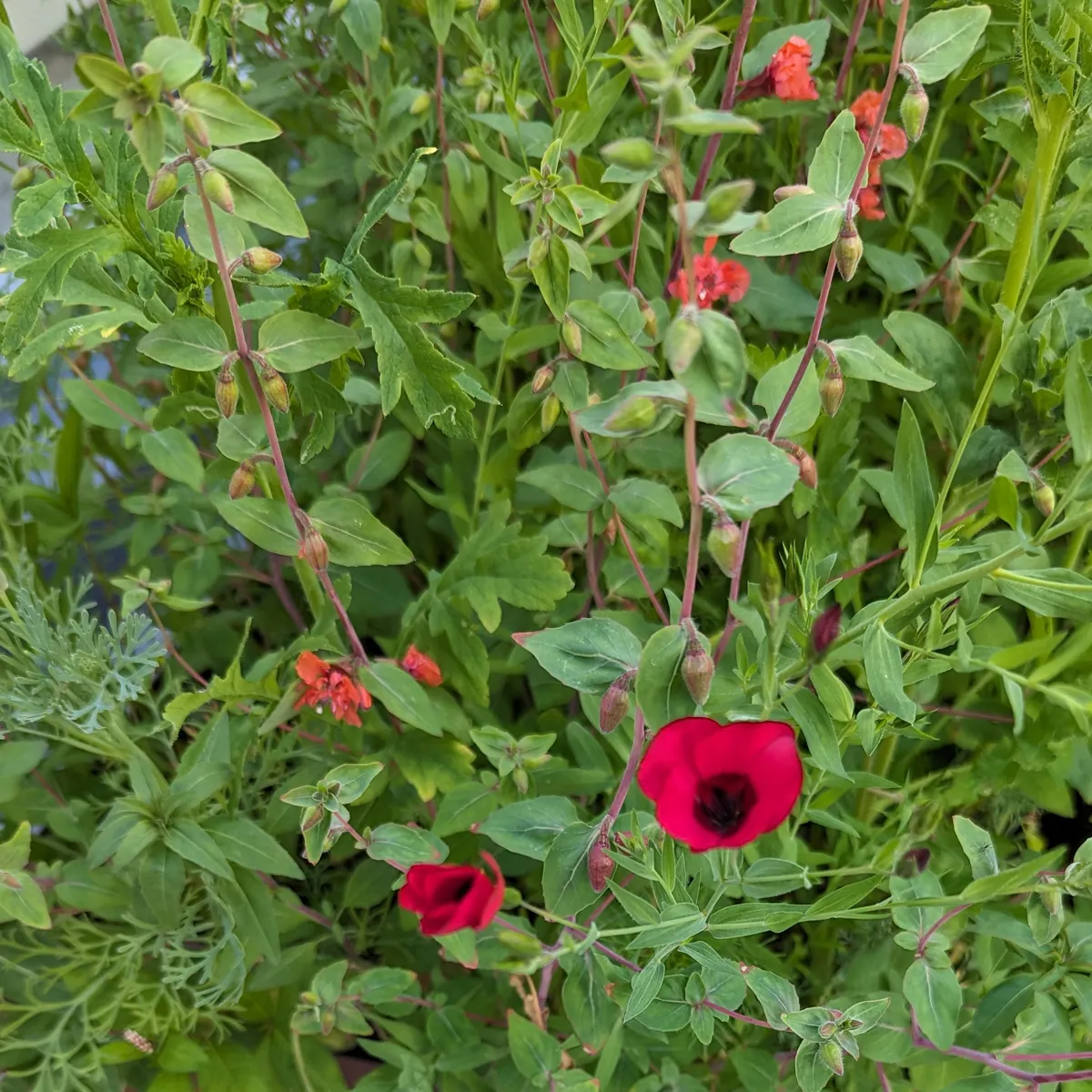 Sommerblumen in Rot (diverse Arten & Sorten) Saatgutmix