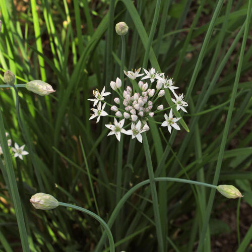 Weiße Sternblüten des Schnittknoblauchs zwischen schmalen Blättern
