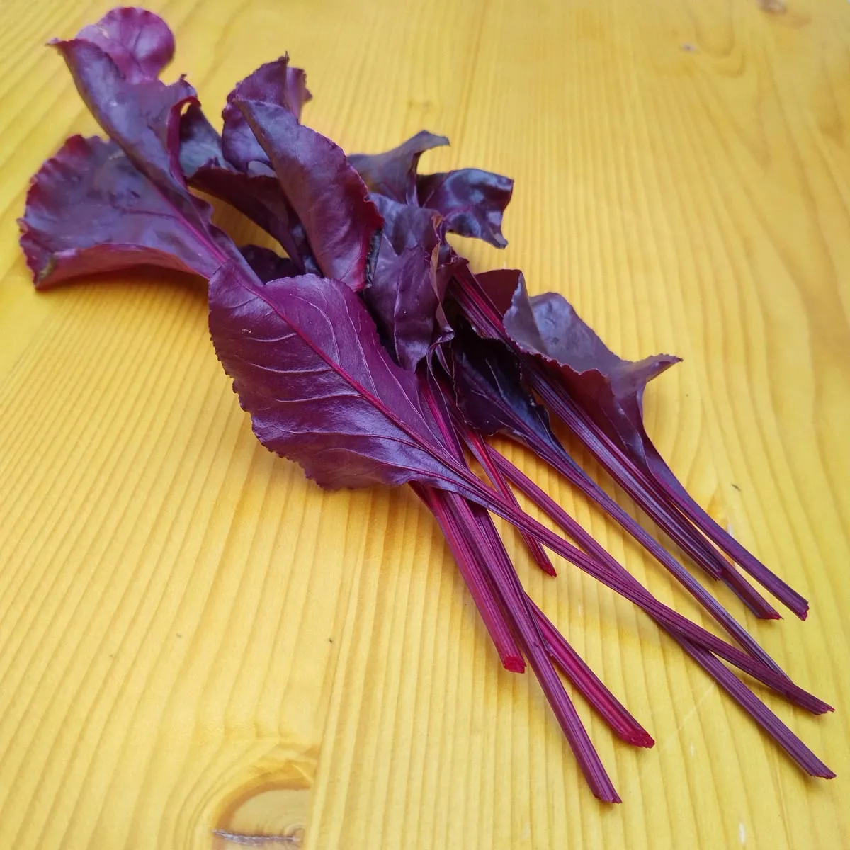 Rote Bete 'Bull's Blood' (Beta vulgaris) Samen