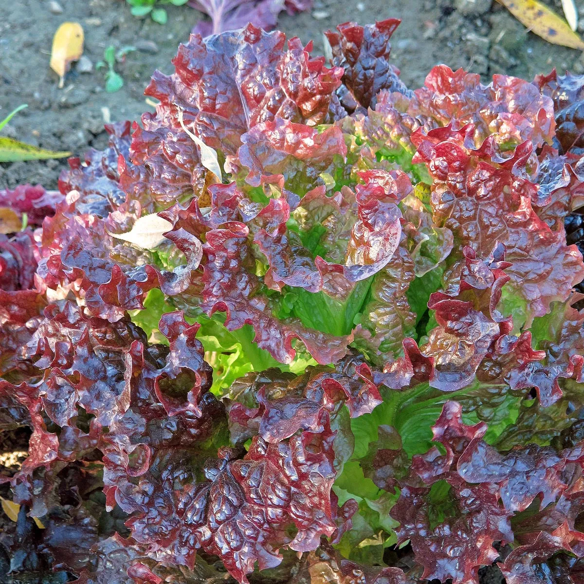 Pflücksalat 'Red Salad Bowl' (Lactuca sativa) Bio Saatgut