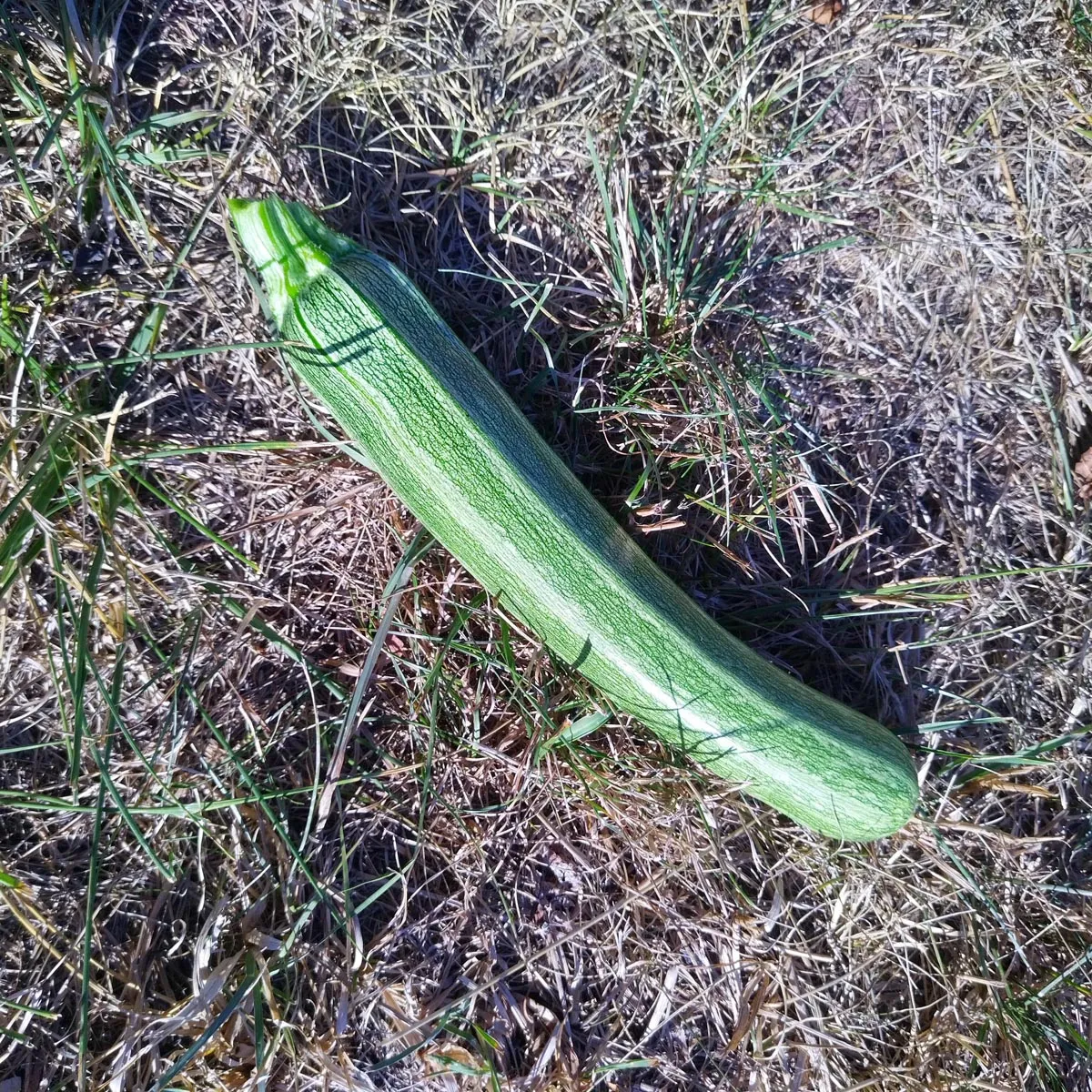 Zucchini 'Cocozelle di Tripolis' (Cucurbita pepo) Samen
