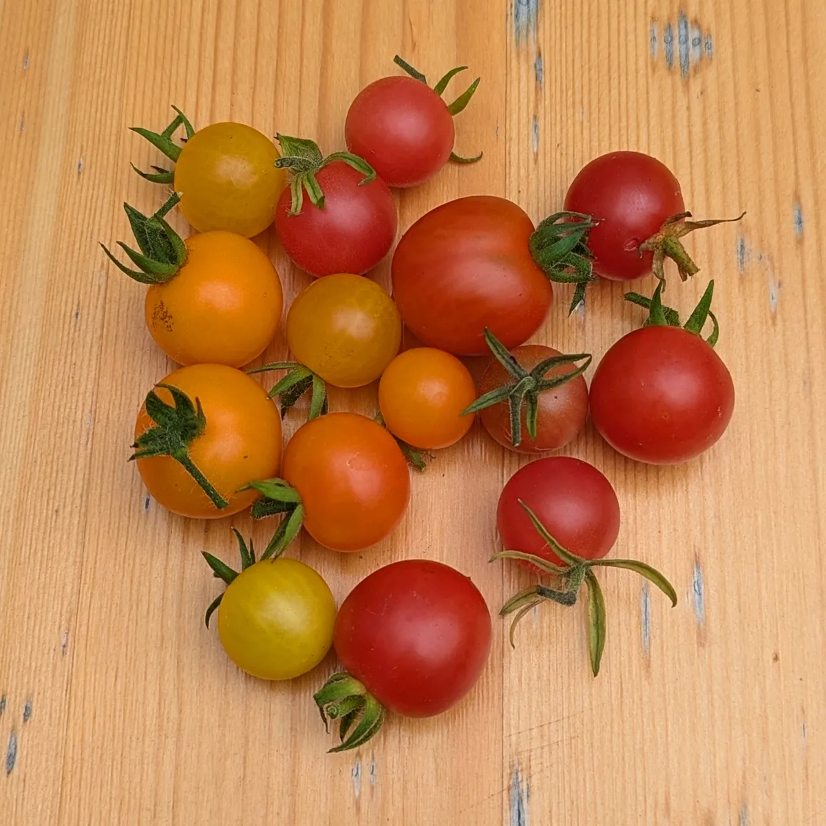 Wildtomaten-Mischung (Solanum pimpinellifolium) Samen