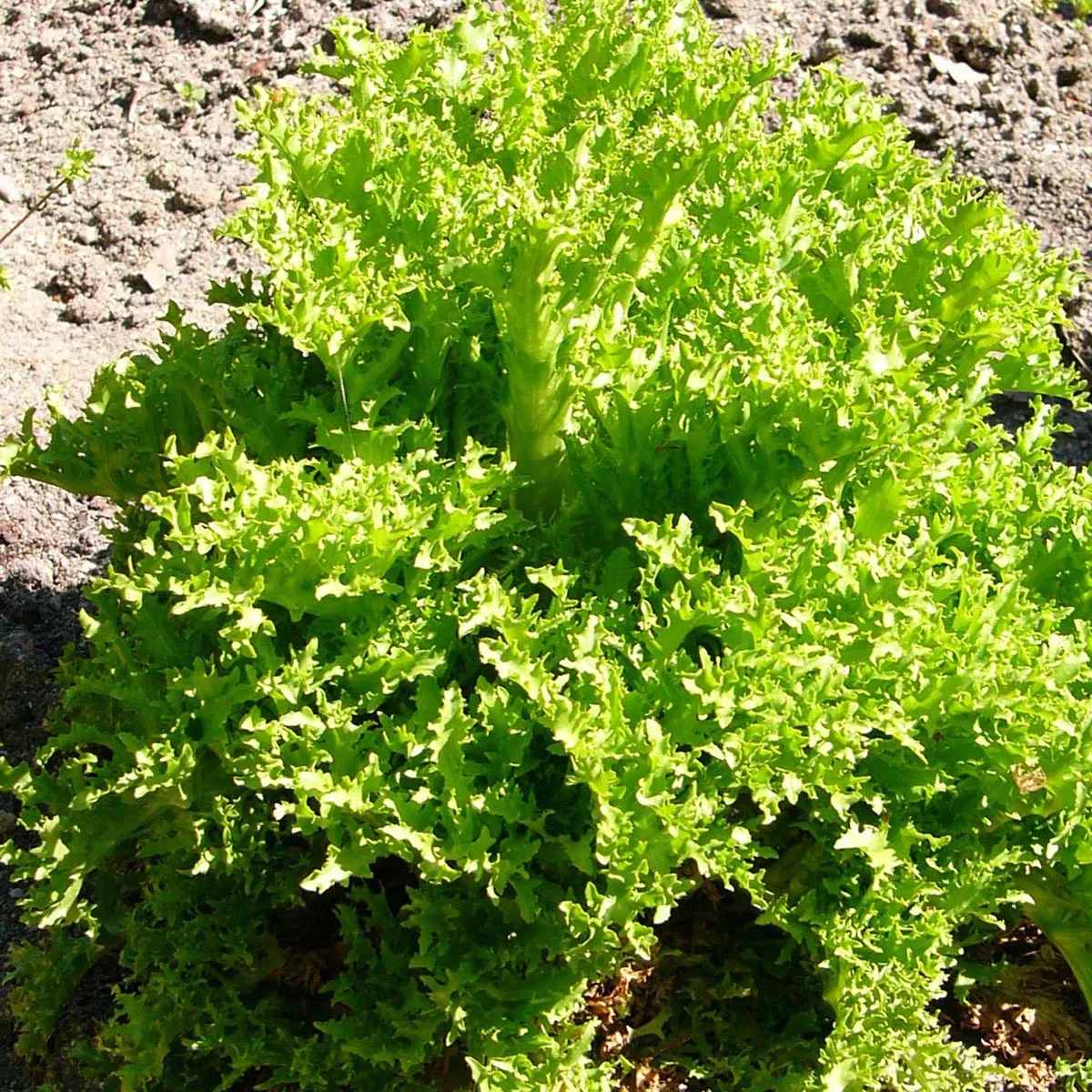 Frisee Salat 'Pancalieri' (Cichorium endivia) Samen