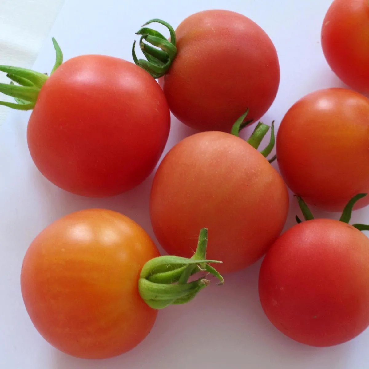 Frühe Freiland-Tomate 'Matina' (Lycopersicum esculentum) Bio Saatgut