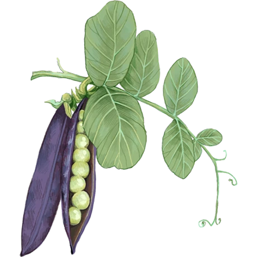 Erbsen