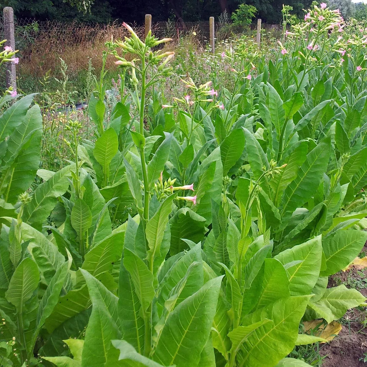 Tabak 'Badischer Geudertheimer' (Nicotiana tabacum) Bio Saatgut
