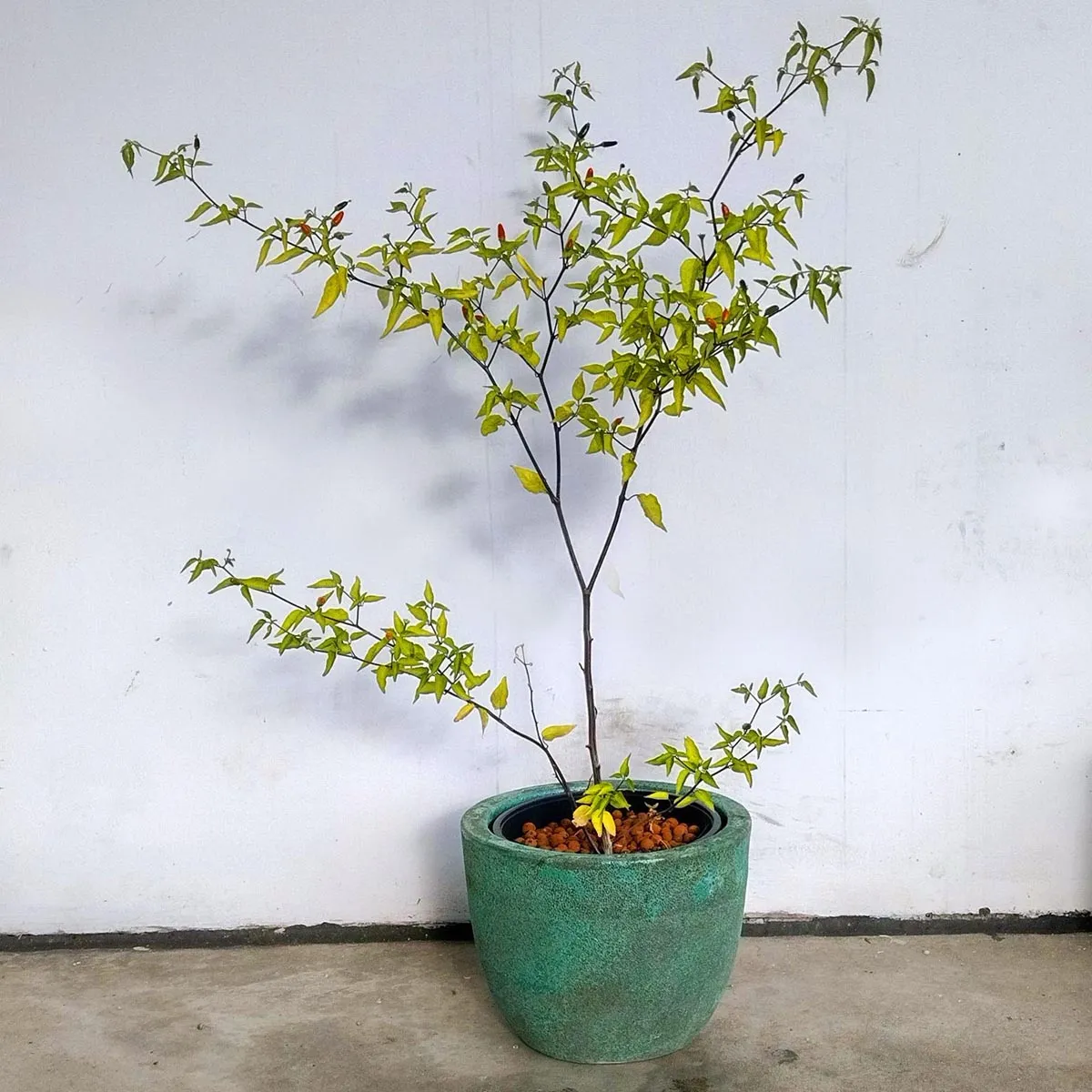 Wildchili 'Chacoense' (Capsicum chacoense) Samen