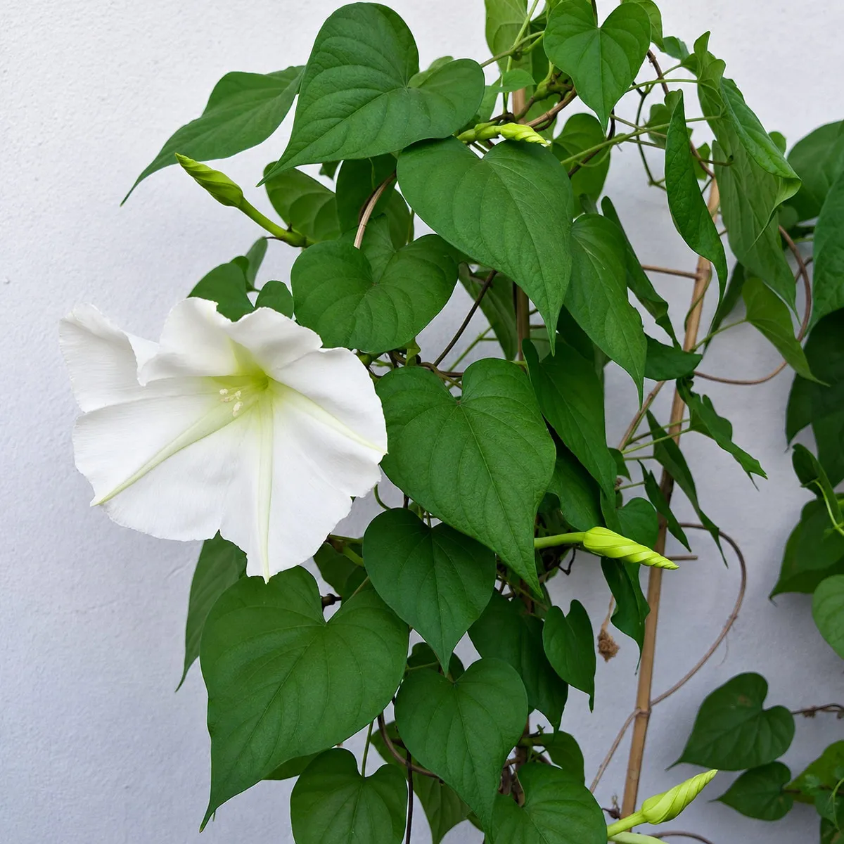 Mondwinde (Ipomoea alba) Samen