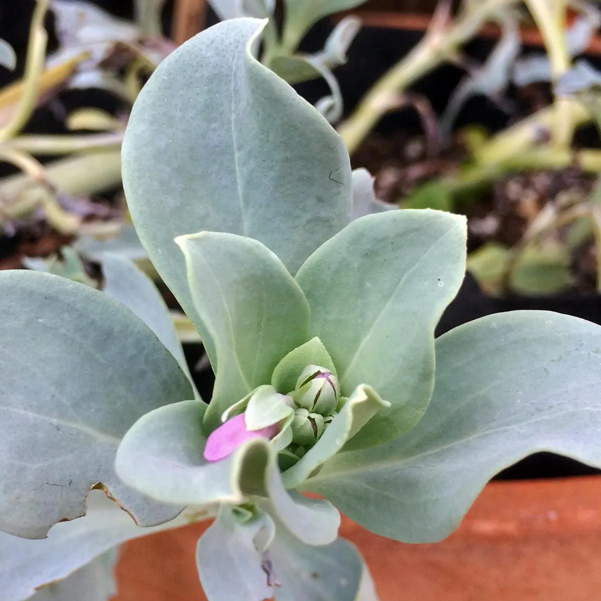 Austernpflanze (Mertensia maritima) Samen