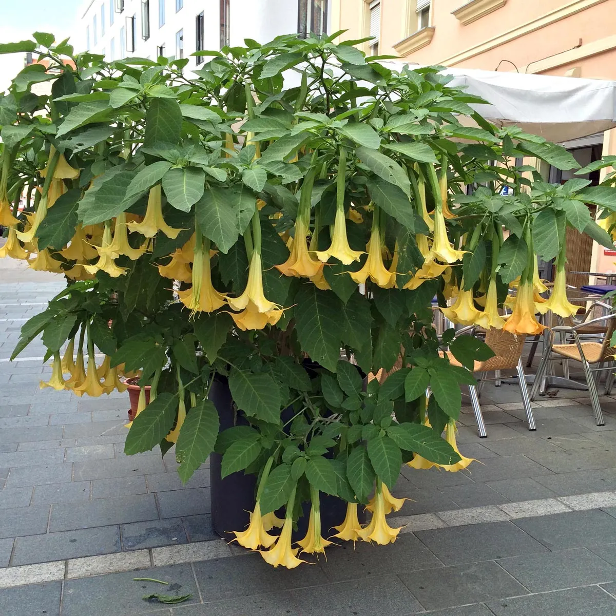 Engelstrompete (Brugmansia suaveolens) Samen