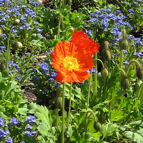 Islandmohn (Papaver nudicaule) mit orangefarbener Blüte vor blauen Frühlingsblumen