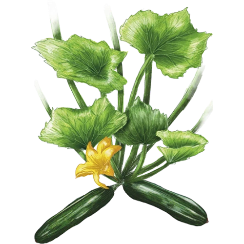 Zucchini