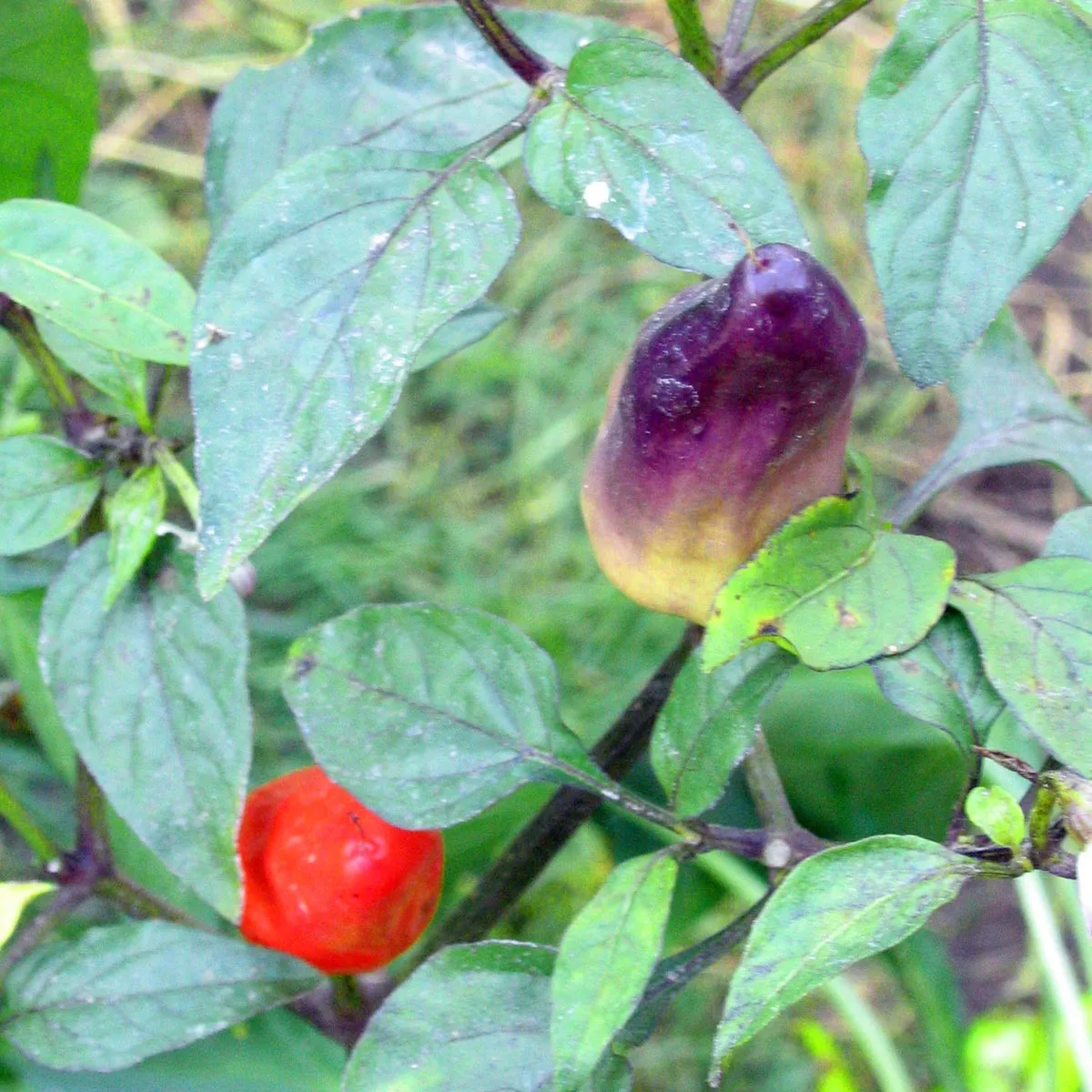 Chili 'Numex Twilight' (Capsicum frutescens) Samen