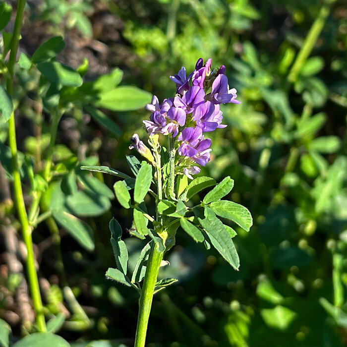 Violette Blütentraube einer Gründüngungspflanze