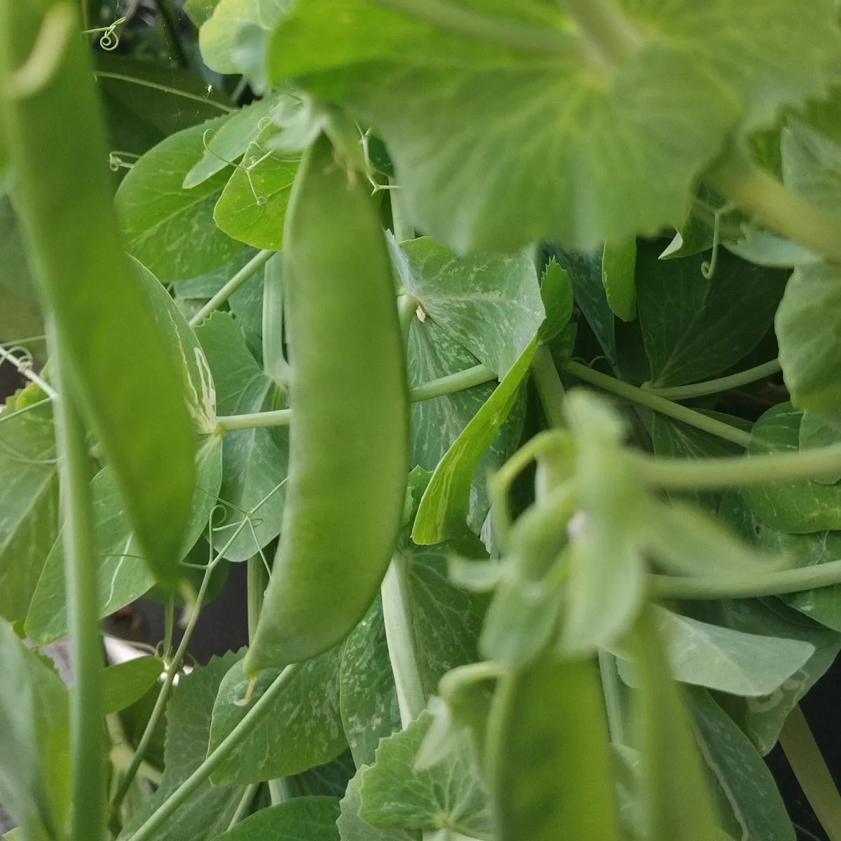Pal-Erbse 'Kleine Rheinländerin' (Pisum sativum) Samen