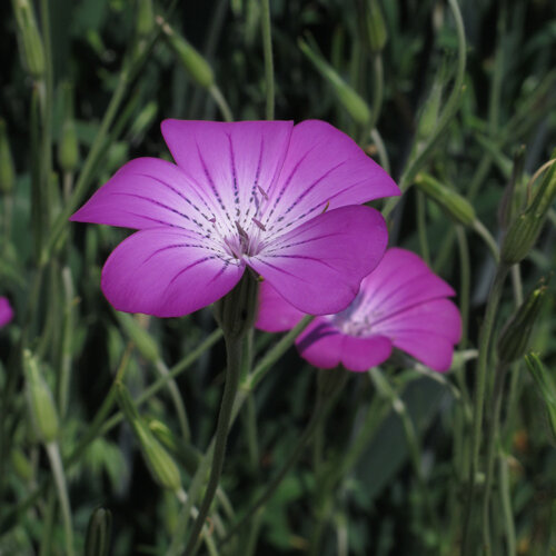 Kornrade (Agrostemma githago) mit purpurrosa, dunkel geäderten Blüten