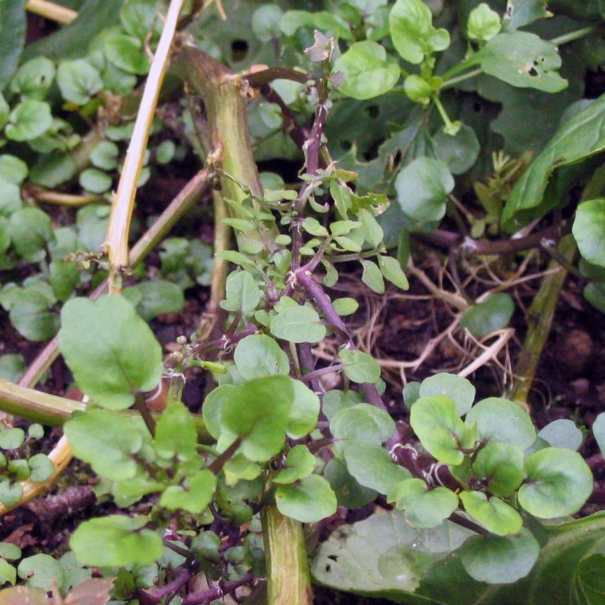 Brunnenkresse (Nasturtium officinale) Bio Saatgut