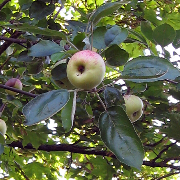 Apfelbaum mit gelblich-roten Äpfeln zwischen dichtem Laub