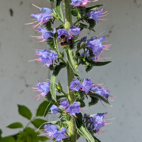 Blauviolette Blüten des Natternkopfs (Echium vulgare) mit einer Hummel